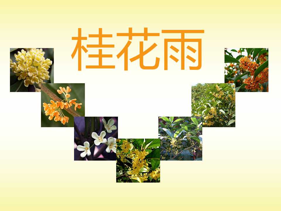 《桂花雨》PPT课件