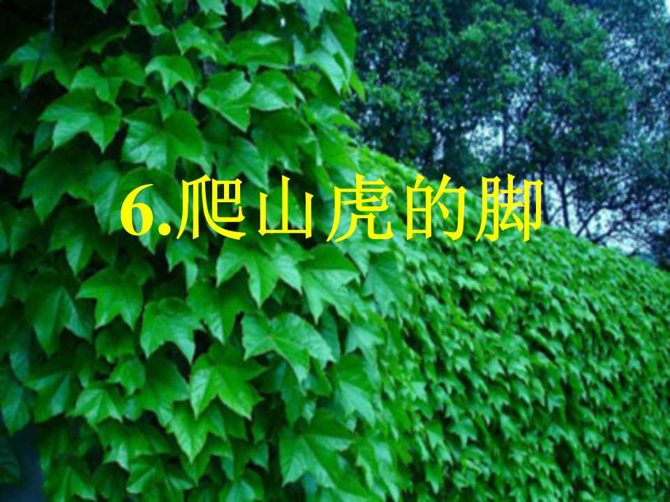 《爬山虎的脚》PPT教学课件5