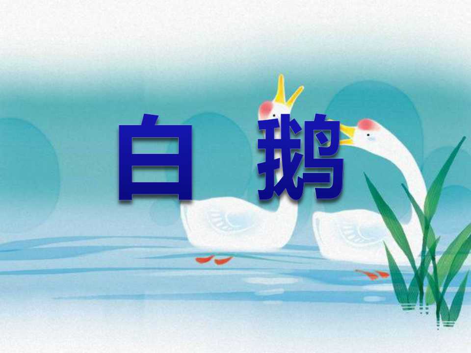 《白鹅》PPT课件6