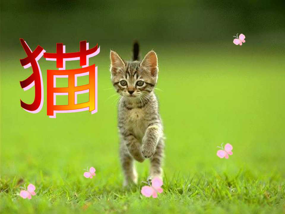 《猫》PPT课件4