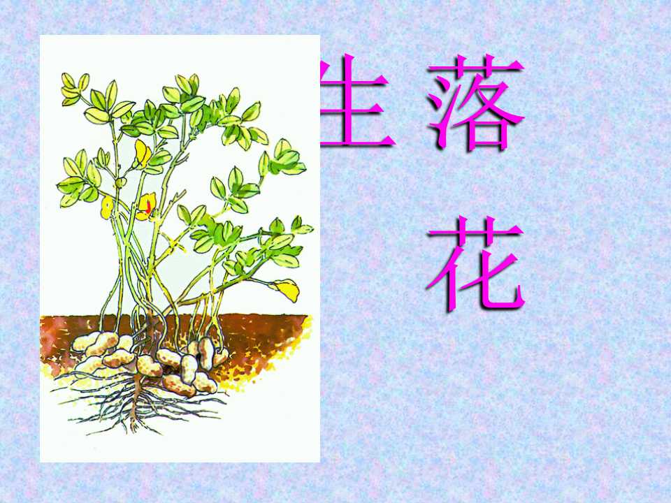 《落花生》PPT课件6