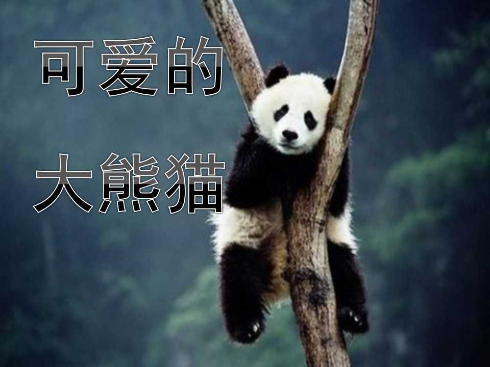 《可爱的大熊猫》PPT课件