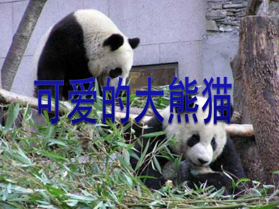 《可爱的大熊猫》PPT课件3