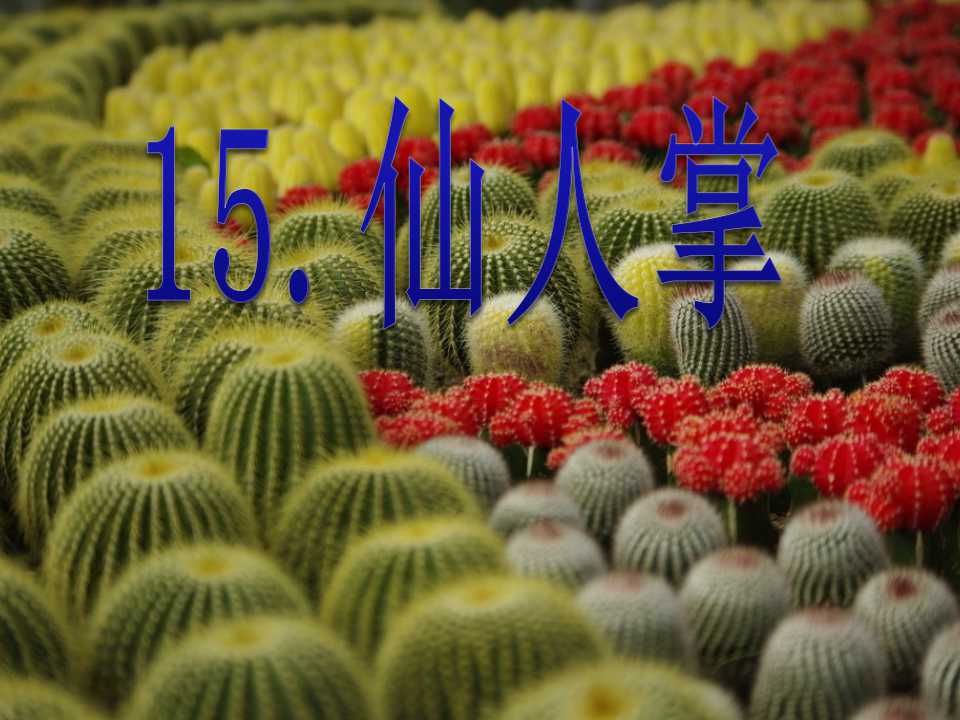 《仙人掌》PPT课件3