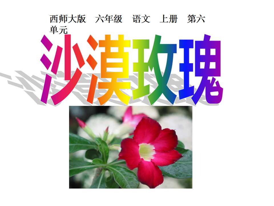 《沙漠玫瑰》PPT课件