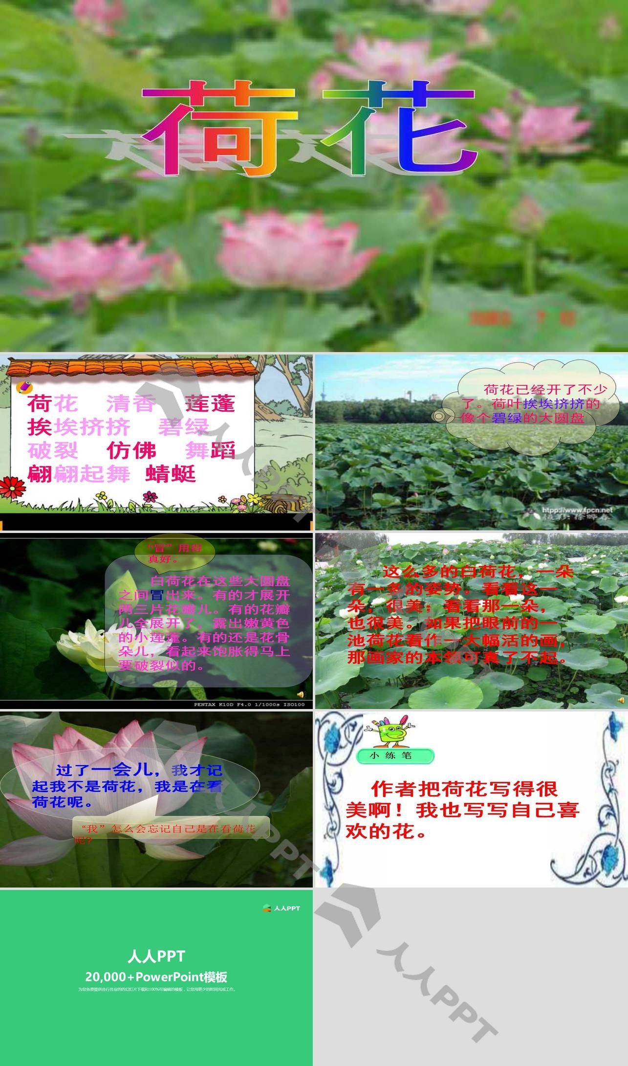 《荷花》PPT课件长图