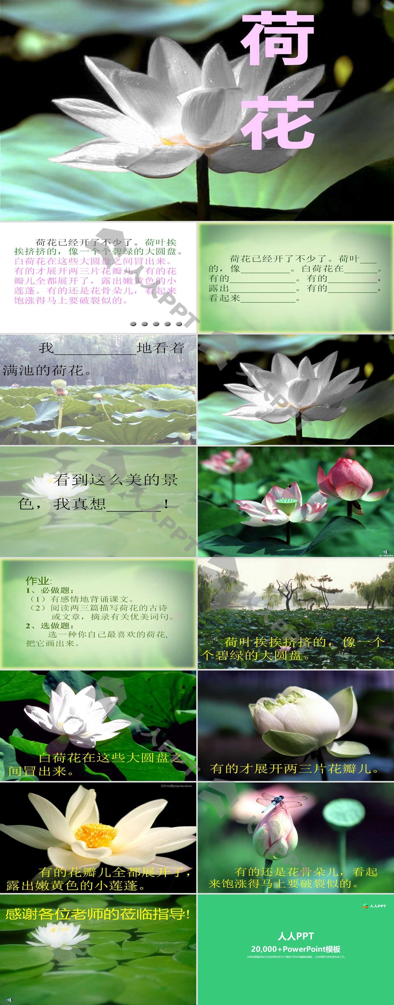 《荷花》PPT课件2长图