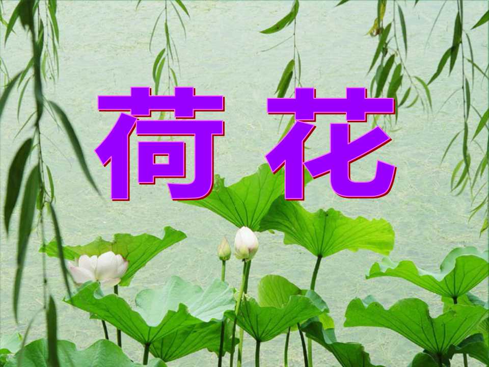 《荷花》PPT课件4