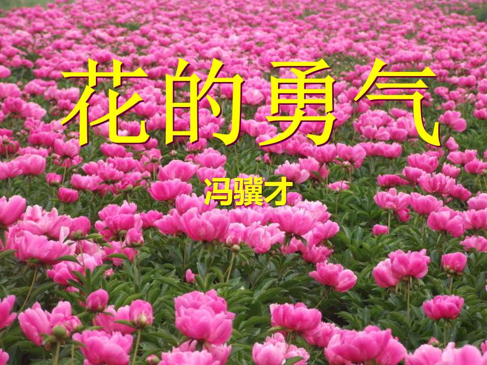 《花的勇气》PPT课件3