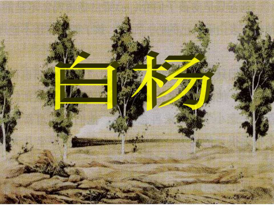 《白杨》PPT课件4