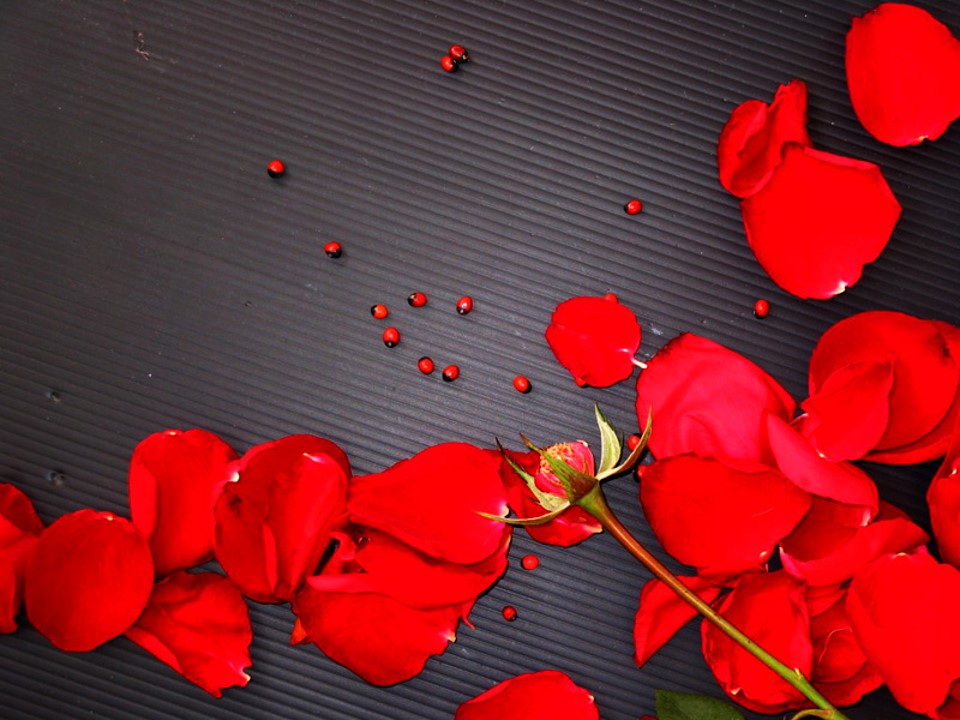 漂亮的玫瑰花瓣黑底背景PPT模板