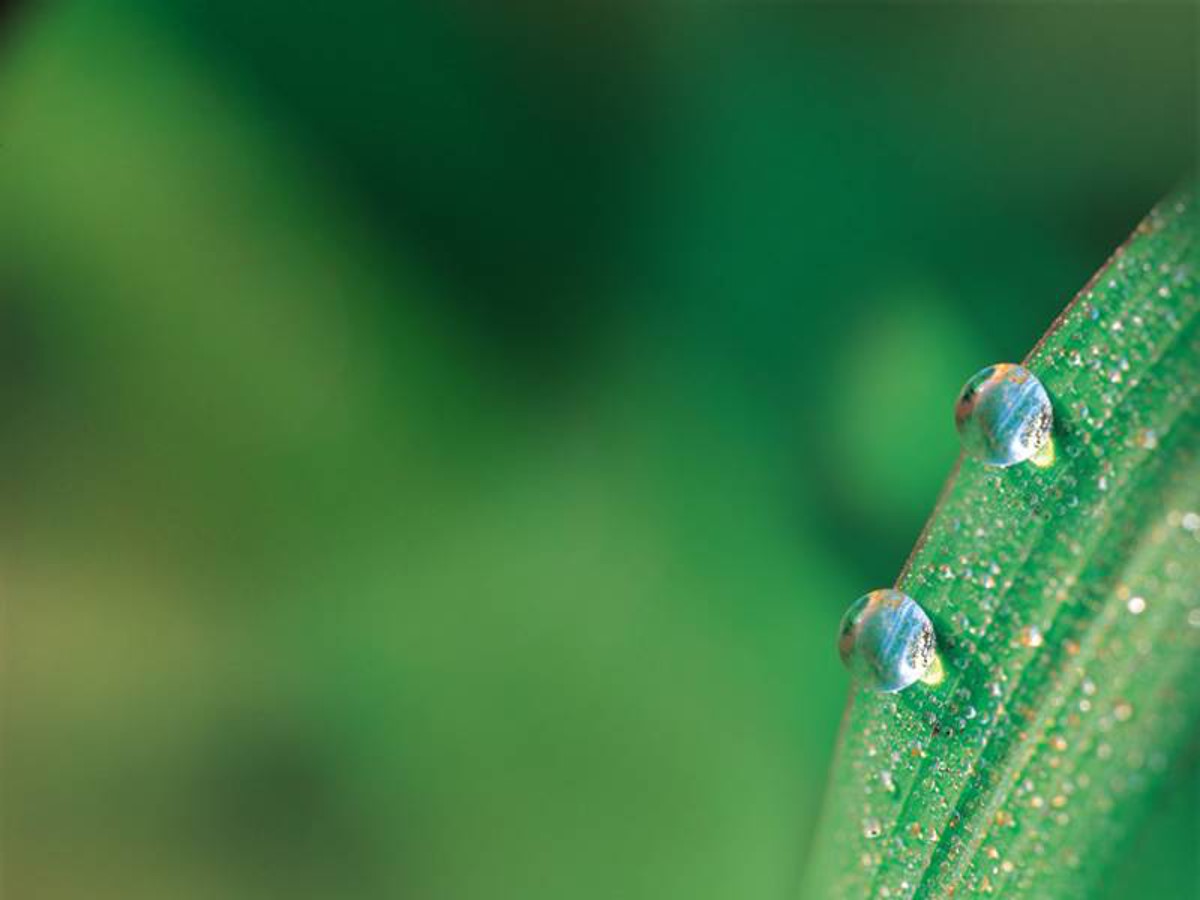 叶子上的露珠背景植物幻灯片模板