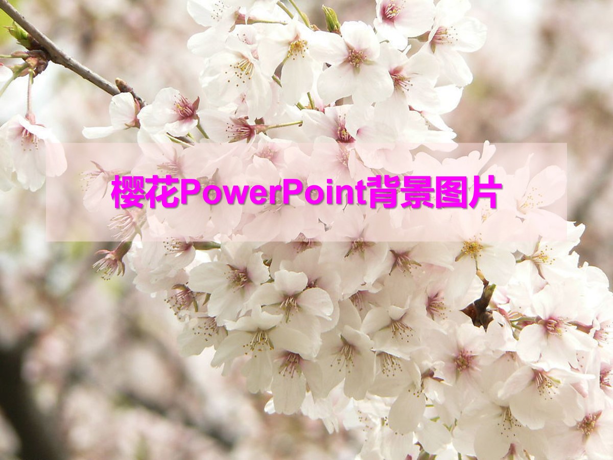 樱花PowerPoint背景图片