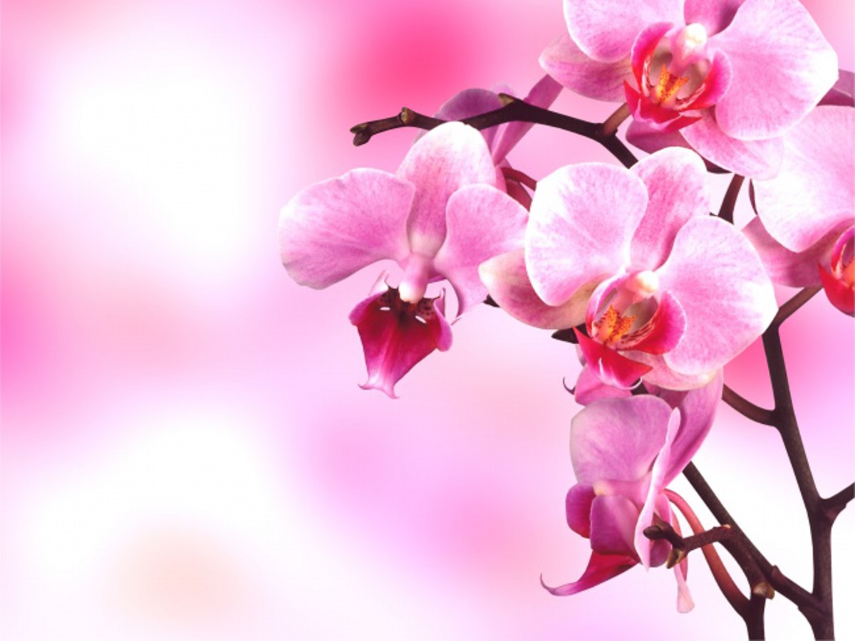 一组粉色烂漫的鲜花幻灯片背景图片