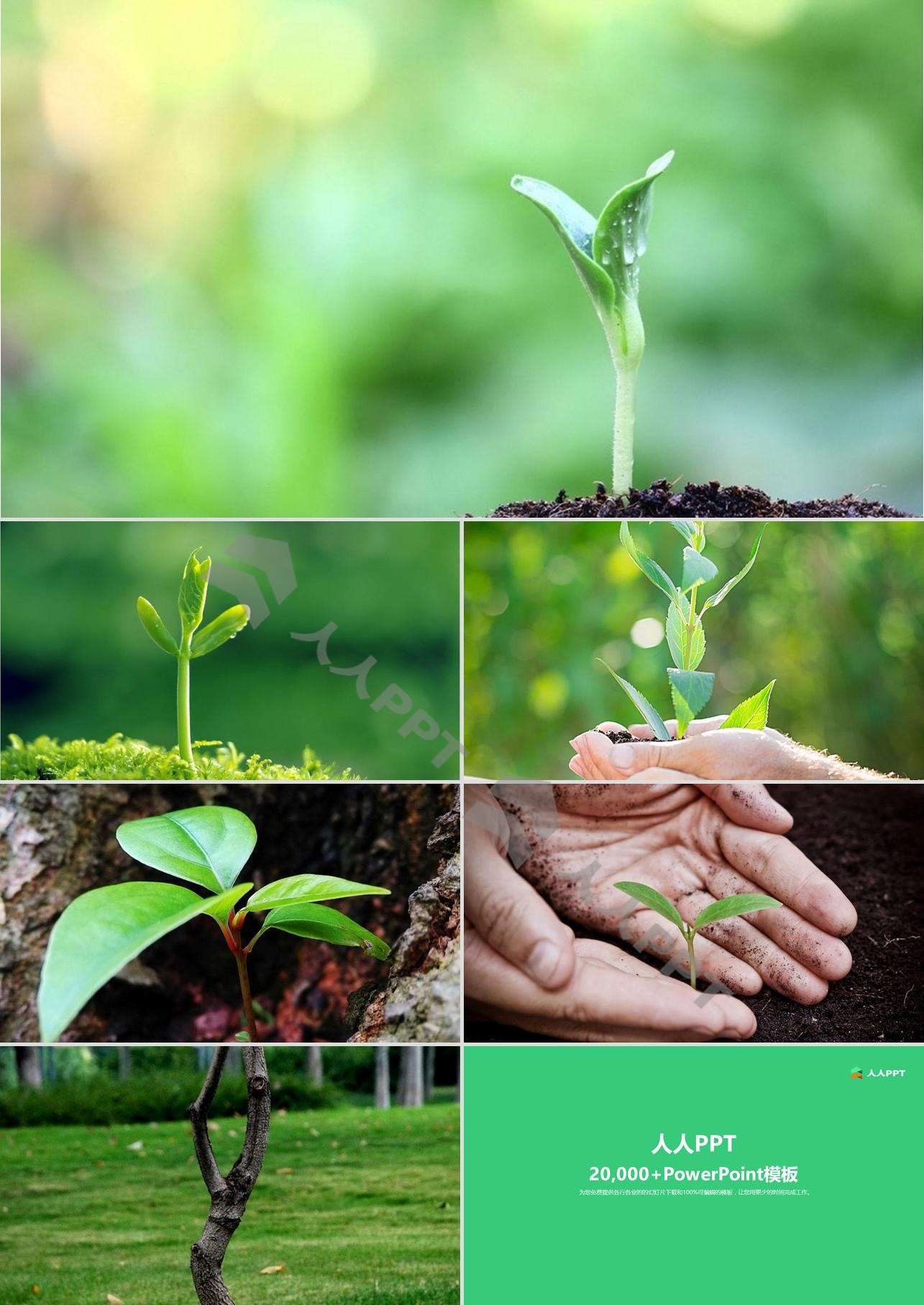 六张植物嫩芽PPT背景图片长图