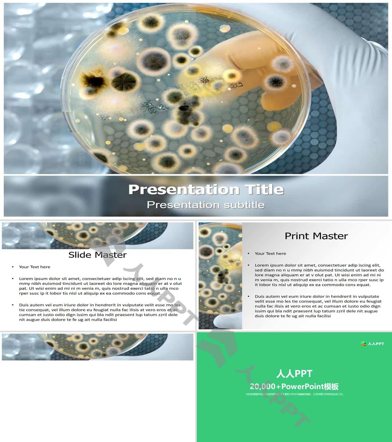 细菌化验分析――生物医药研究PPT模板长图