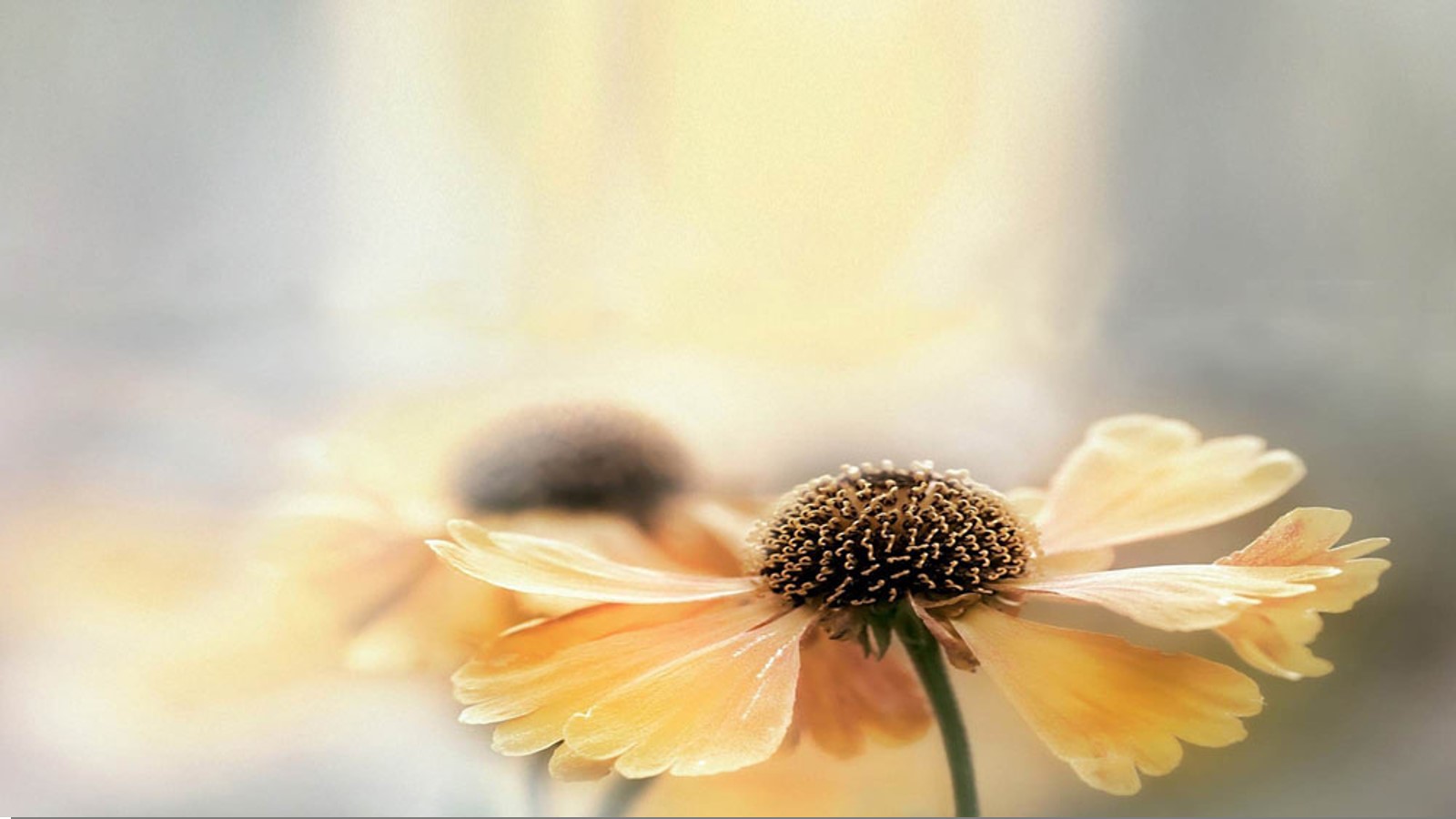 淡雅背景的阳光下的花朵幻灯片背景图片