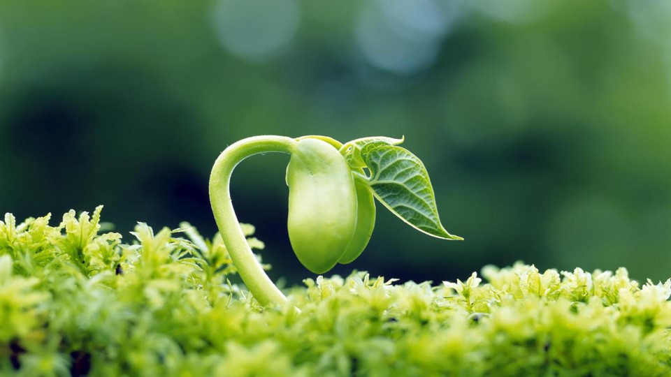 绿色嫩芽幼苗植物背景 环境保护PPT模板