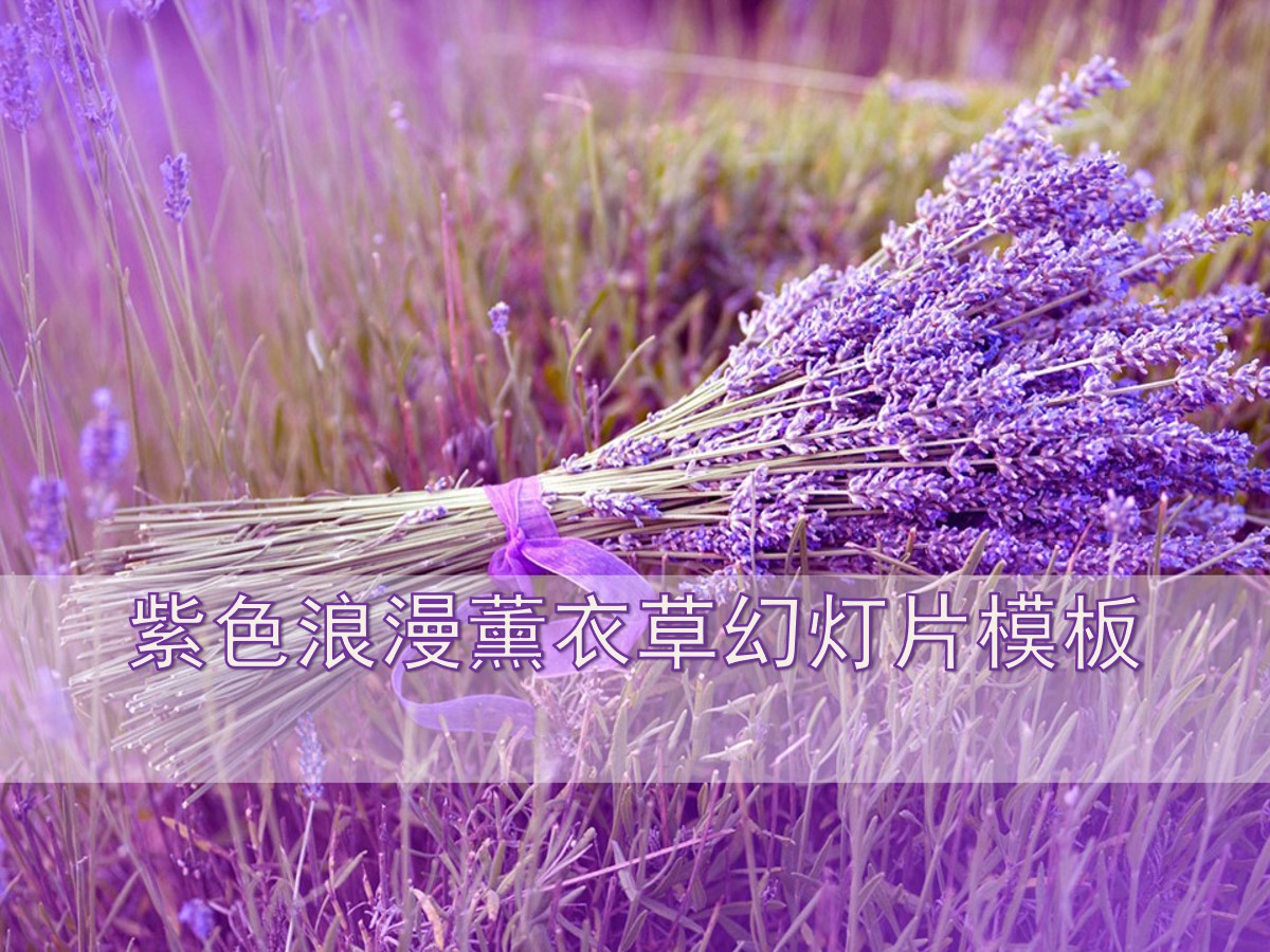 紫色浪漫薰衣草背景植物幻灯片模板