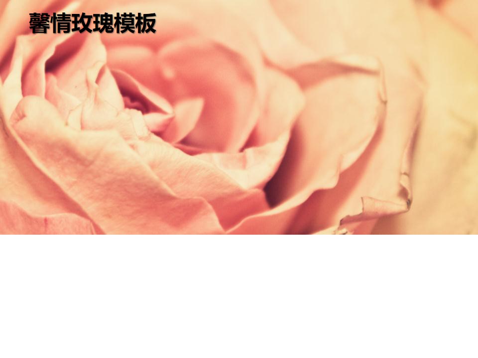 粉色烂漫玫瑰花背景的植物幻灯片模板