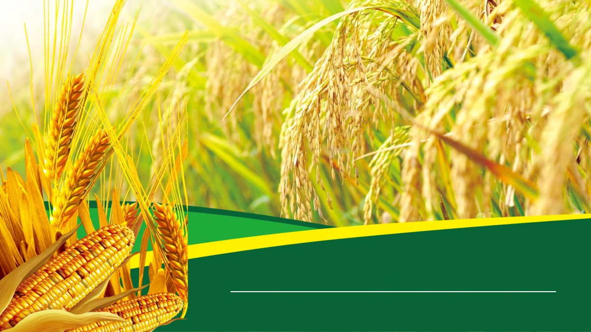 水稻小麦玉米背景PPT模板 农产品PPT模板