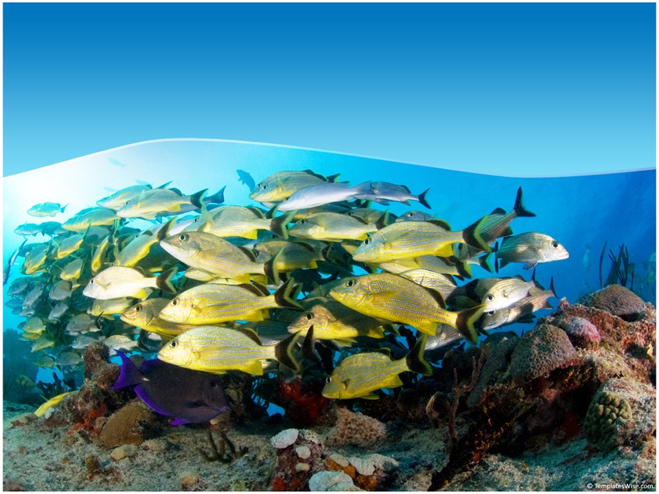 美丽的海底世界鱼群鱼类PPT模板