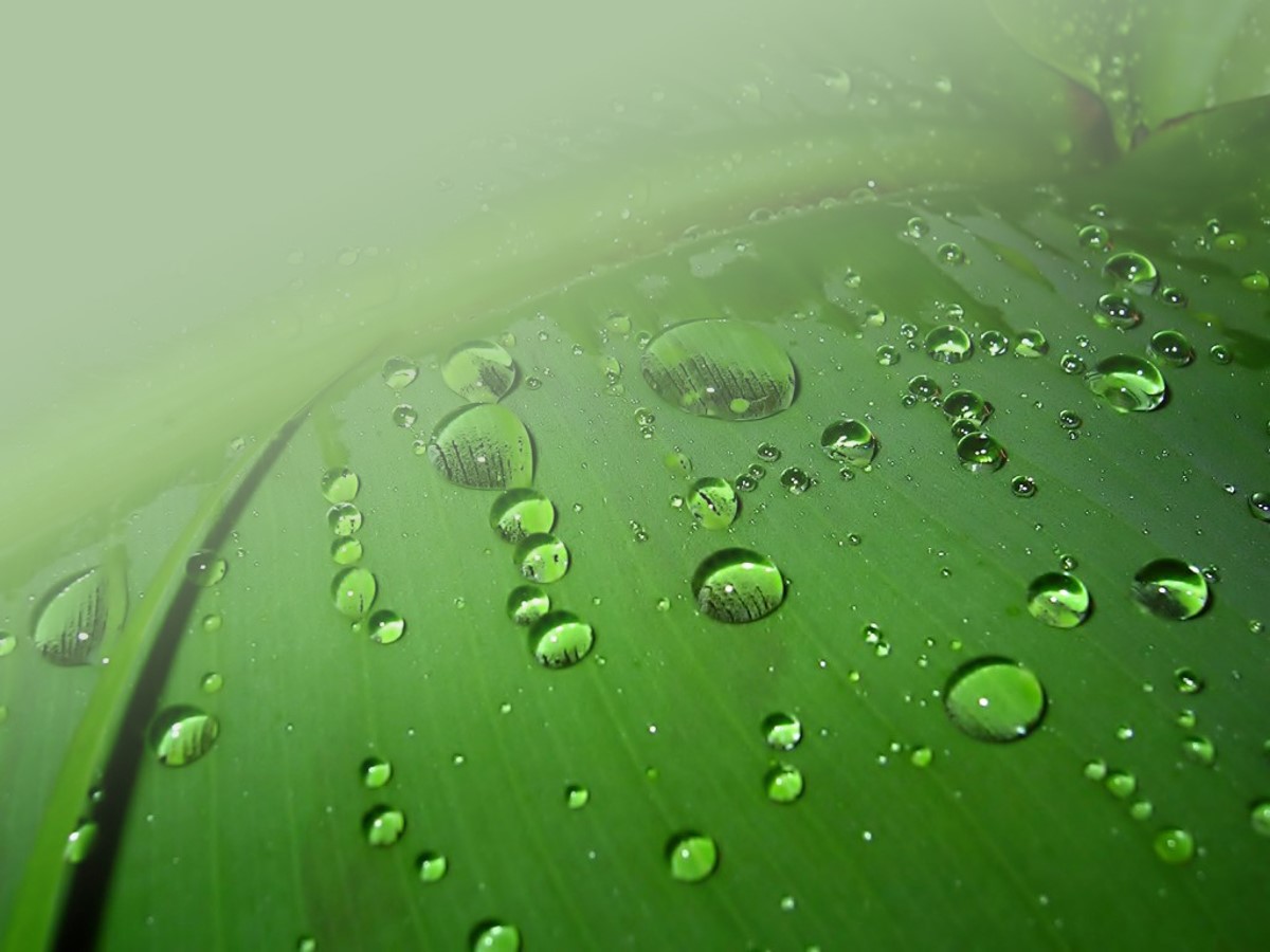 绿叶露珠PPT背景模板 植物类PPT背景图片