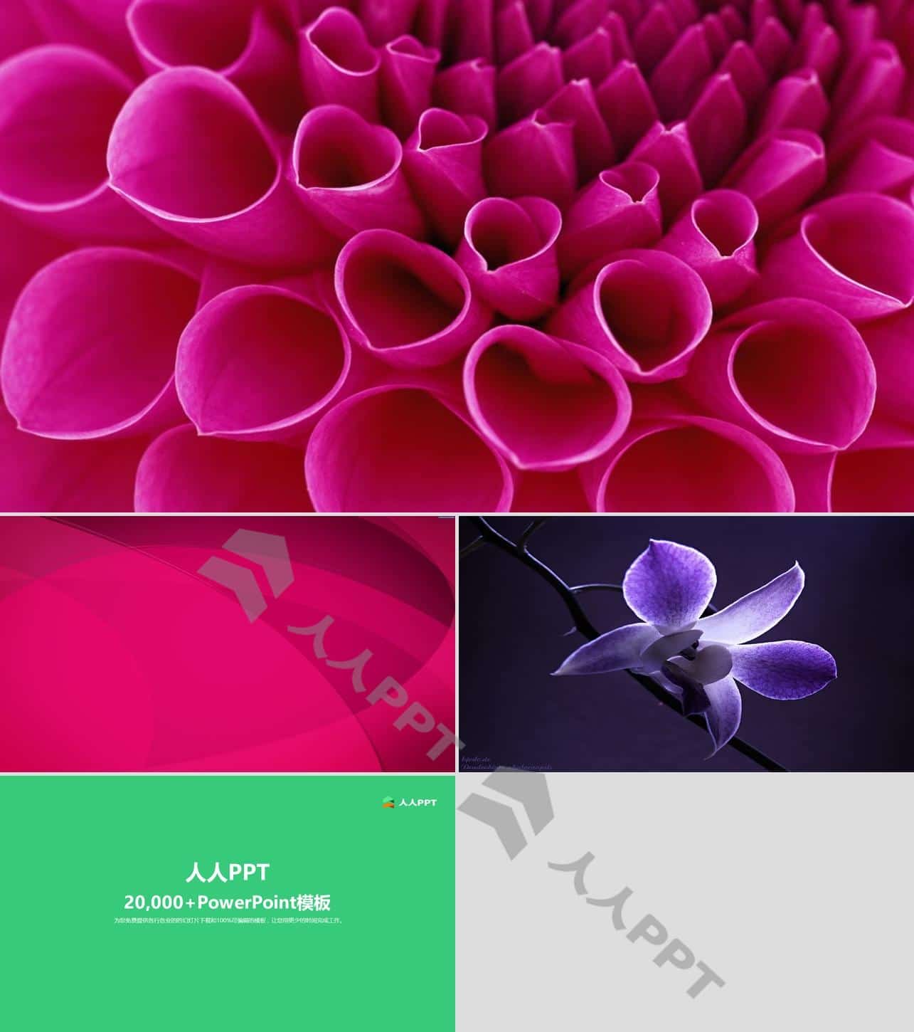 3张紫色花朵 炫光效果PPT背景图片长图