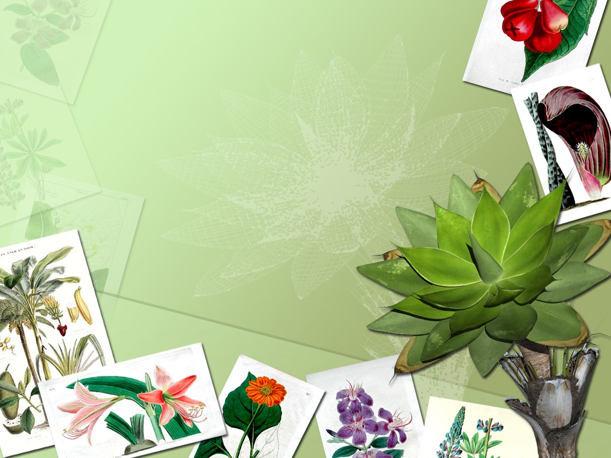 花朵PPT背景图片 植物相册PPT模板