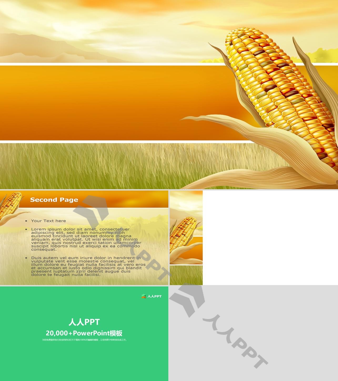丰收的喜悦玉米背景PPT模板长图